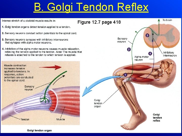 B. Golgi Tendon Reflex Figure 12. 7 page 418 AP 1 Chapter 12 19