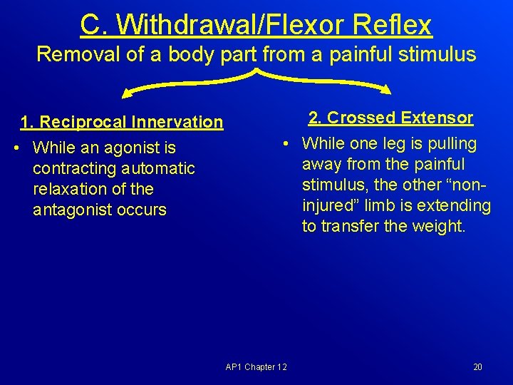 C. Withdrawal/Flexor Reflex Removal of a body part from a painful stimulus 2. Crossed