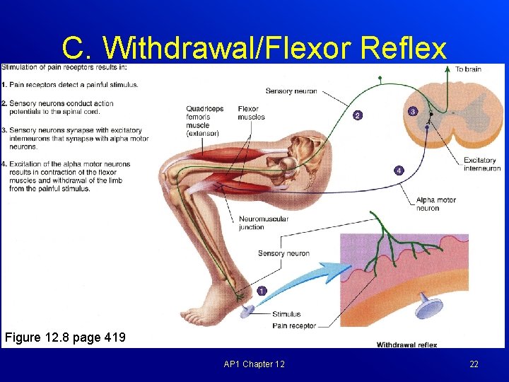 C. Withdrawal/Flexor Reflex Figure 12. 8 page 419 AP 1 Chapter 12 22 