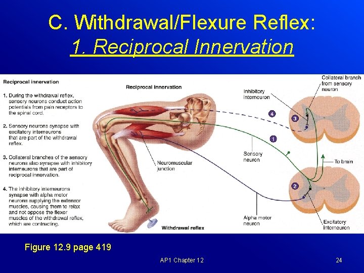 C. Withdrawal/Flexure Reflex: 1. Reciprocal Innervation Figure 12. 9 page 419 AP 1 Chapter