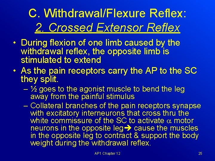 C. Withdrawal/Flexure Reflex: 2. Crossed Extensor Reflex • During flexion of one limb caused