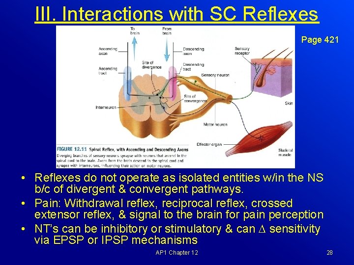III. Interactions with SC Reflexes Page 421 • Reflexes do not operate as isolated