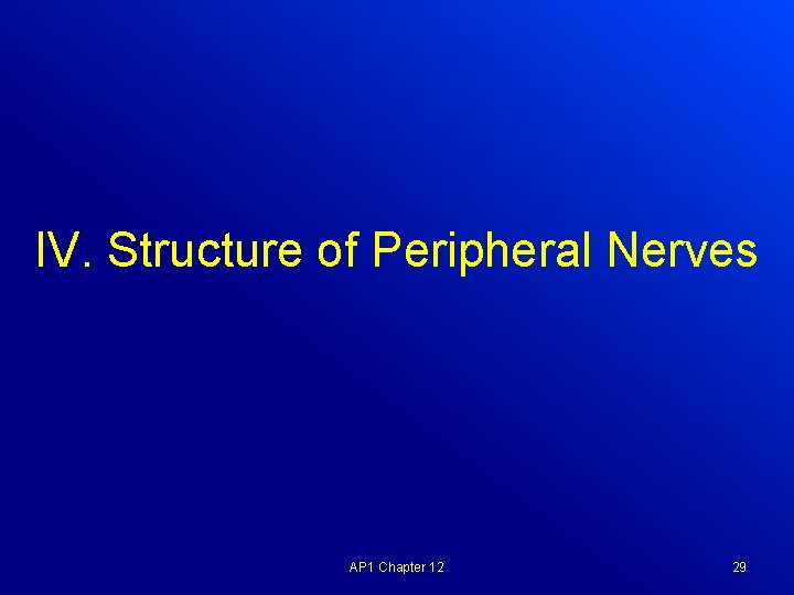 IV. Structure of Peripheral Nerves AP 1 Chapter 12 29 