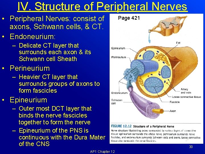 IV. Structure of Peripheral Nerves • Peripheral Nerves: consist of axons, Schwann cells, &