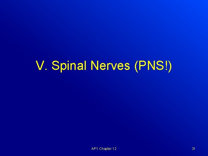 V. Spinal Nerves (PNS!) AP 1 Chapter 12 31 