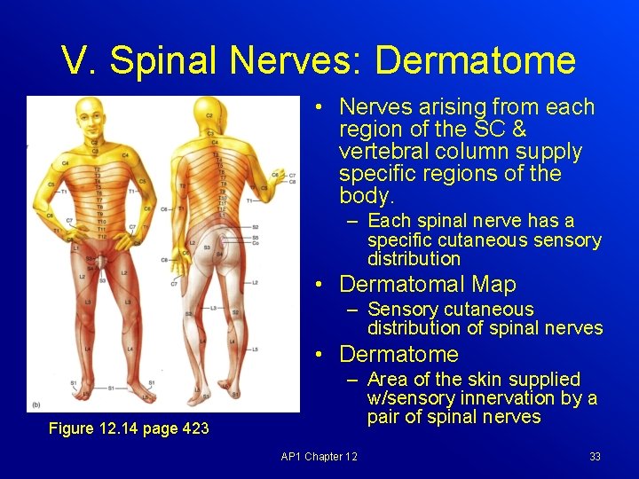 V. Spinal Nerves: Dermatome • Nerves arising from each region of the SC &