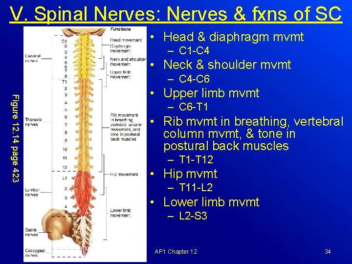 V. Spinal Nerves: Nerves & fxns of SC • Head & diaphragm mvmt –
