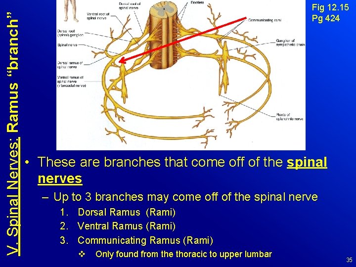 V. Spinal Nerves: Ramus “branch” Fig 12. 15 Pg 424 • These are branches