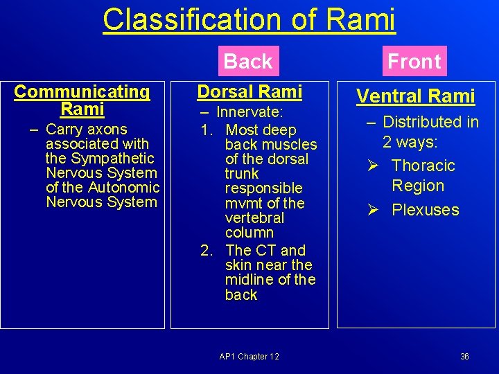 Classification of Rami Communicating Rami – Carry axons associated with the Sympathetic Nervous System