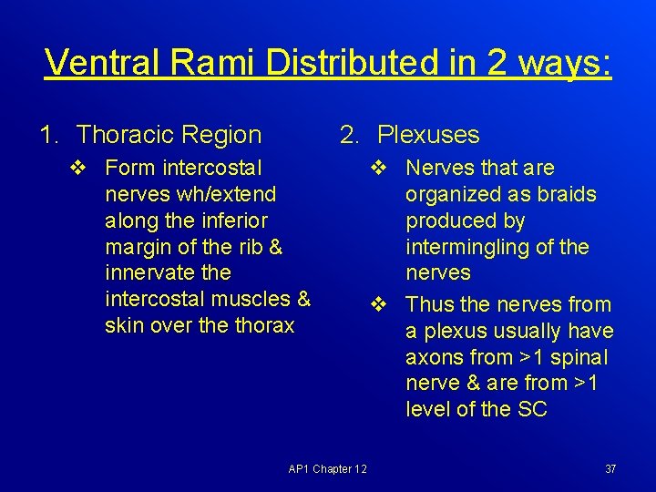 Ventral Rami Distributed in 2 ways: 1. Thoracic Region 2. Plexuses v Form intercostal