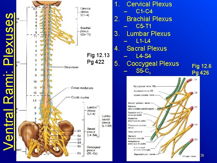 Ventral Rami: Plexuses 1. Cervical Plexus – C 1 -C 4 2. Brachial Plexus