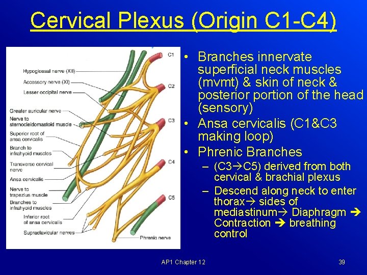Cervical Plexus (Origin C 1 -C 4) • Branches innervate superficial neck muscles (mvmt)