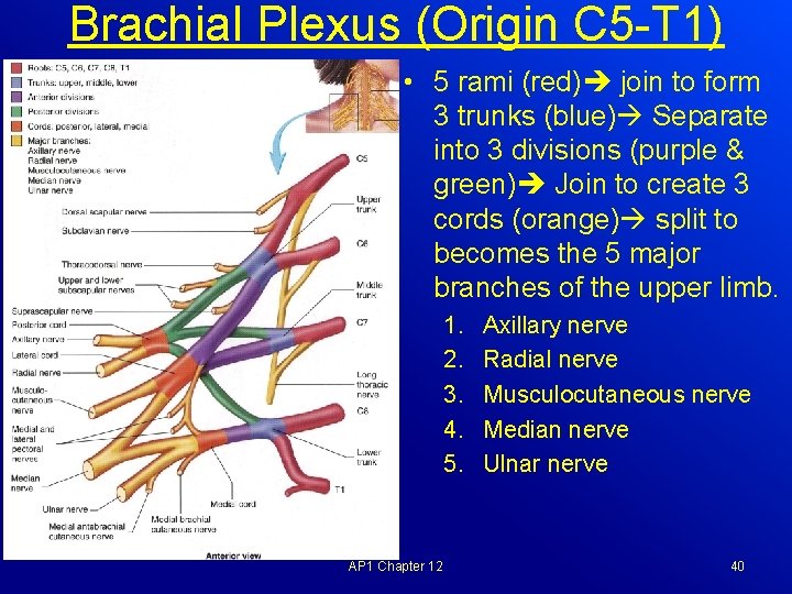 Brachial Plexus (Origin C 5 -T 1) • 5 rami (red) join to form