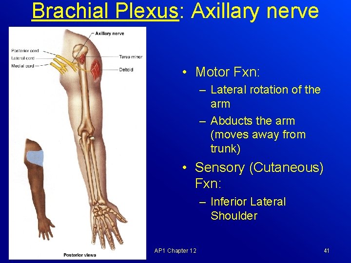 Brachial Plexus: Axillary nerve • Motor Fxn: – Lateral rotation of the arm –