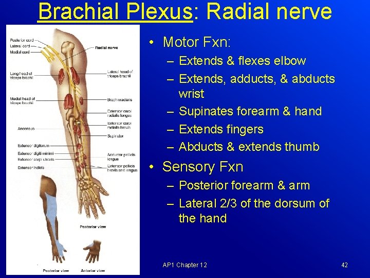 Brachial Plexus: Radial nerve • Motor Fxn: – Extends & flexes elbow – Extends,