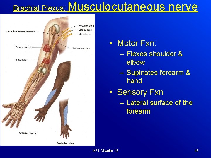 Brachial Plexus: Musculocutaneous nerve • Motor Fxn: – Flexes shoulder & elbow – Supinates