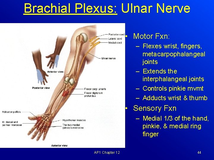 Brachial Plexus: Ulnar Nerve • Motor Fxn: – Flexes wrist, fingers, metacarpophalangeal joints –