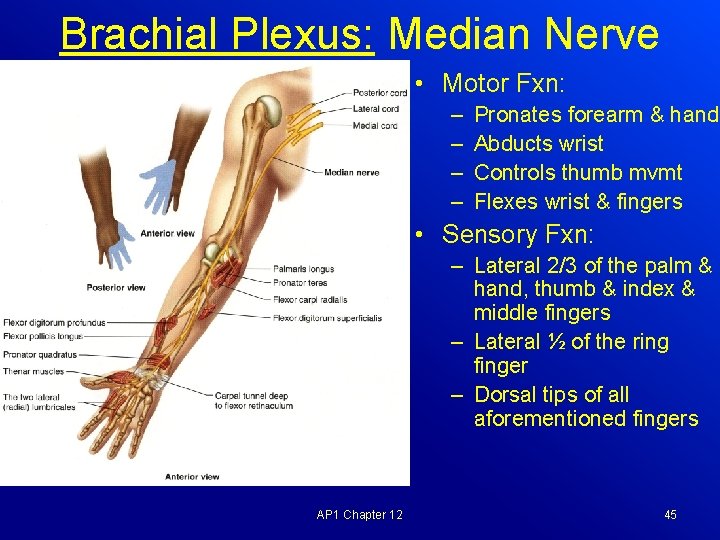 Brachial Plexus: Median Nerve • Motor Fxn: – – Pronates forearm & hand Abducts