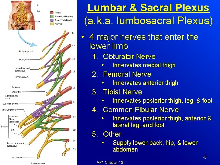 Lumbar & Sacral Plexus (a. k. a. lumbosacral Plexus) • 4 major nerves that