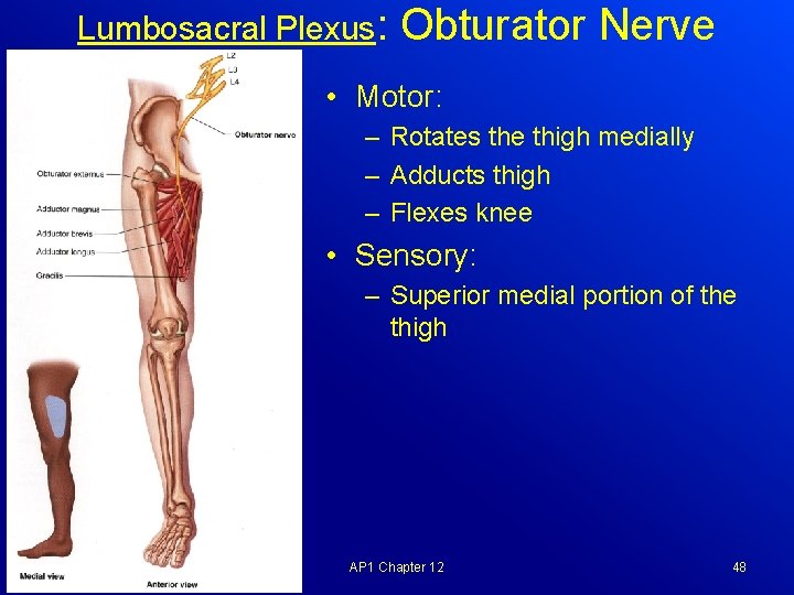 Lumbosacral Plexus: Obturator Nerve • Motor: – Rotates the thigh medially – Adducts thigh