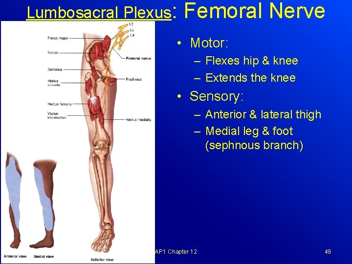 Lumbosacral Plexus: Femoral Nerve • Motor: – Flexes hip & knee – Extends the