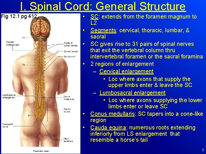 I. Spinal Cord: General Structure Fig 12. 1 pg 412 • SC: extends from