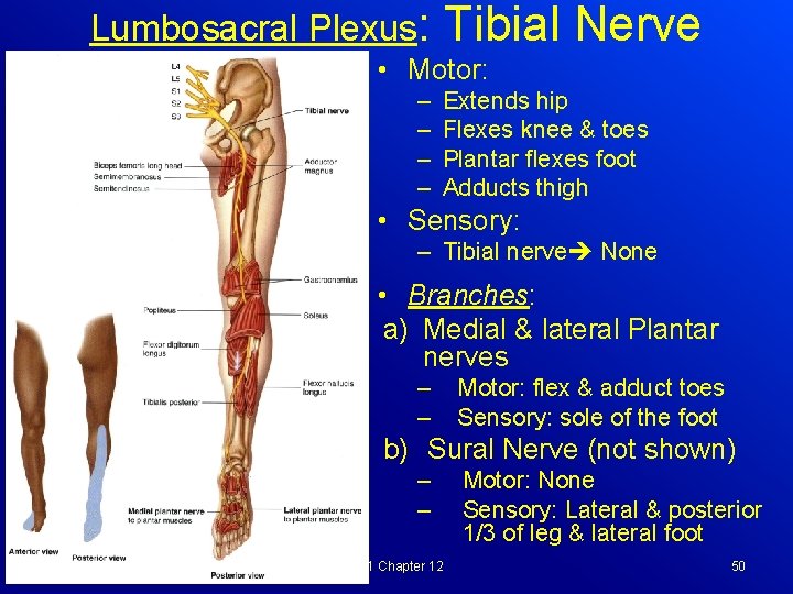 Lumbosacral Plexus: Tibial Nerve • Motor: – – Extends hip Flexes knee & toes