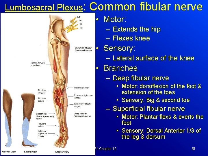 Lumbosacral Plexus: Common fibular nerve • Motor: – Extends the hip – Flexes knee