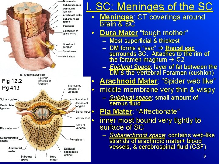 I. SC: Meninges of the SC • Meninges: CT coverings around brain & SC