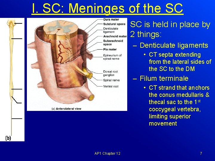 I. SC: Meninges of the SC • SC is held in place by 2