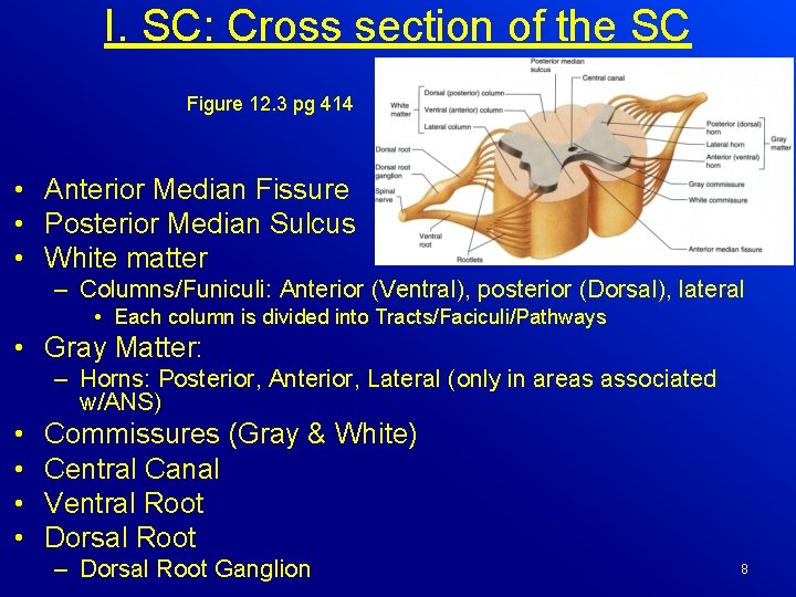 I. SC: Cross section of the SC Figure 12. 3 pg 414 • Anterior