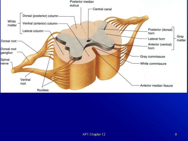 Cross Section of the Spinal Cord AP 1 Chapter 12 9 