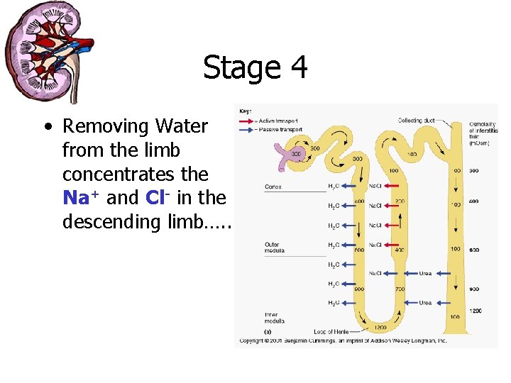 Stage 4 • Removing Water from the limb concentrates the Na+ and Cl- in