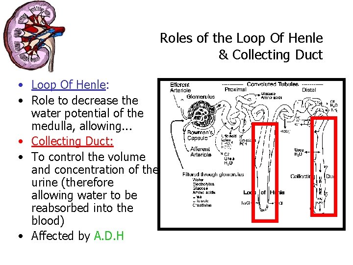 Roles of the Loop Of Henle & Collecting Duct • Loop Of Henle: •