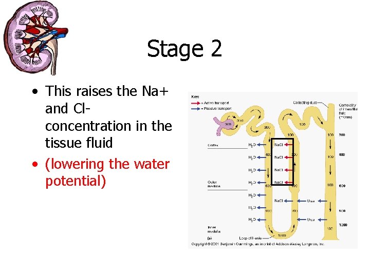 Stage 2 • This raises the Na+ and Clconcentration in the tissue fluid •