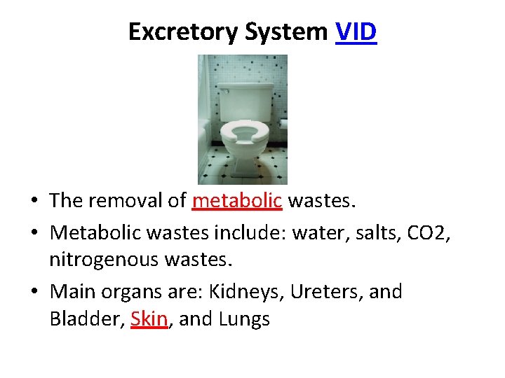 Excretory System VID • The removal of metabolic wastes. • Metabolic wastes include: water,