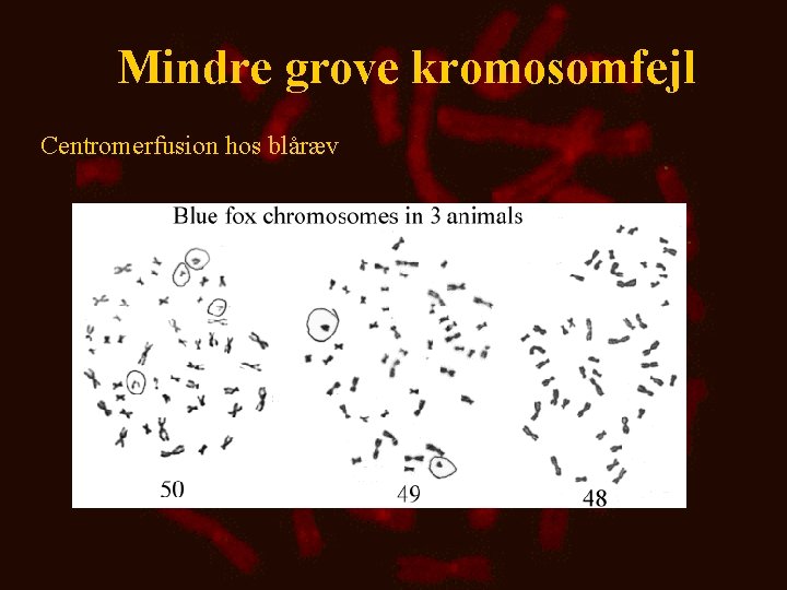 Mindre grove kromosomfejl Centromerfusion hos blåræv 