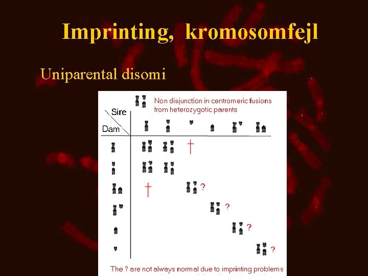 Imprinting, kromosomfejl Uniparental disomi 