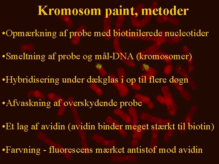 Kromosom paint, metoder • Opmærkning af probe med biotinilerede nucleotider • Smeltning af probe