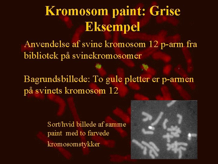 Kromosom paint: Grise Eksempel Anvendelse af svine kromosom 12 p-arm fra bibliotek på svinekromosomer