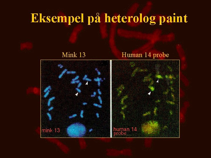 Eksempel på heterolog paint Mink 13 Human 14 probe 
