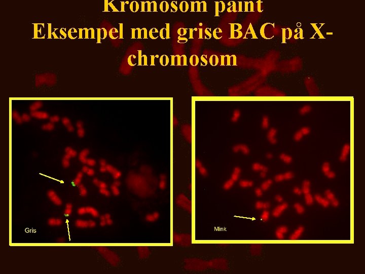 Kromosom paint Eksempel med grise BAC på Xchromosom 