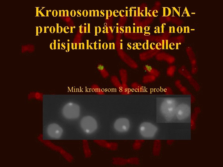 Kromosomspecifikke DNAprober til påvisning af nondisjunktion i sædceller Mink kromosom 8 specifik probe 