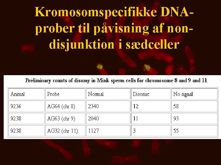 Kromosomspecifikke DNAprober til påvisning af nondisjunktion i sædceller 