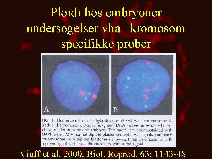 Ploidi hos embryoner undersøgelser vha. kromosom specifikke prober Viuff et al. 2000, Biol. Reprod.