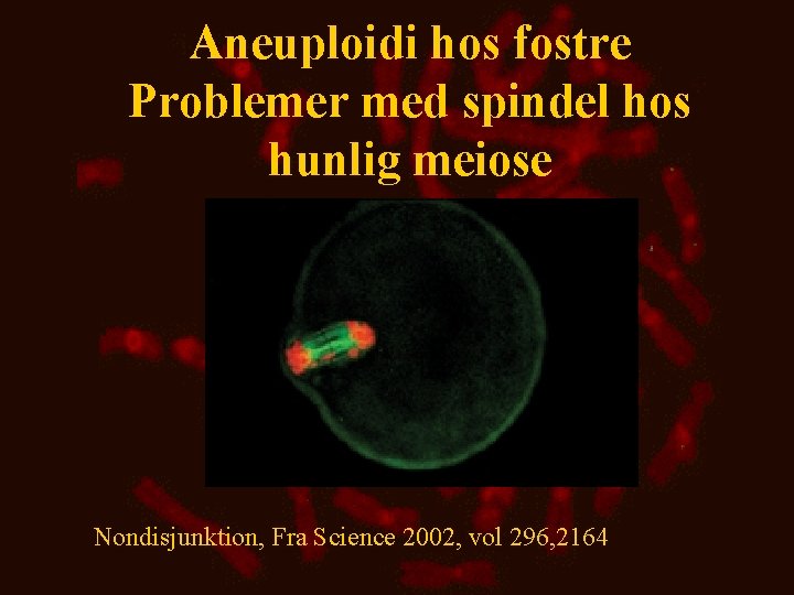 Aneuploidi hos fostre Problemer med spindel hos hunlig meiose Nondisjunktion, Fra Science 2002, vol