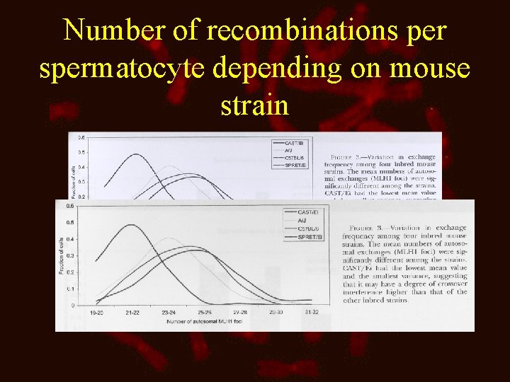 Number of recombinations per spermatocyte depending on mouse strain 