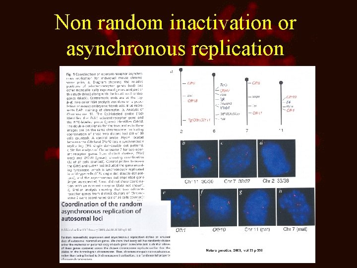 Non random inactivation or asynchronous replication 