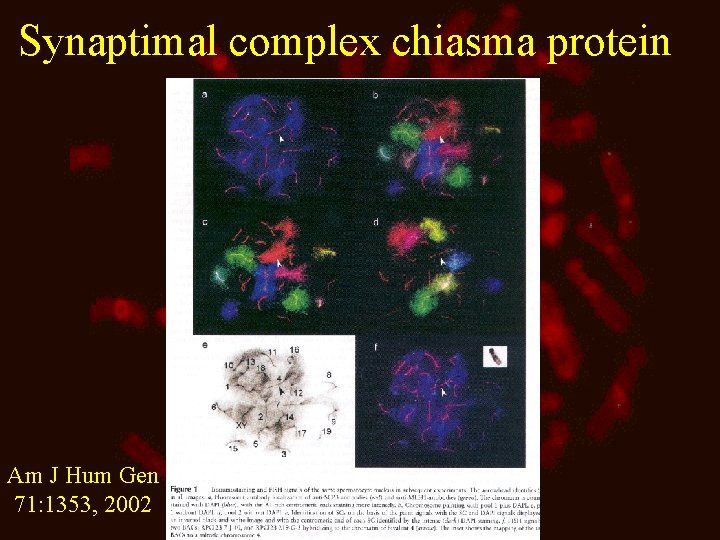 Synaptimal complex chiasma protein Am J Hum Gen 71: 1353, 2002 