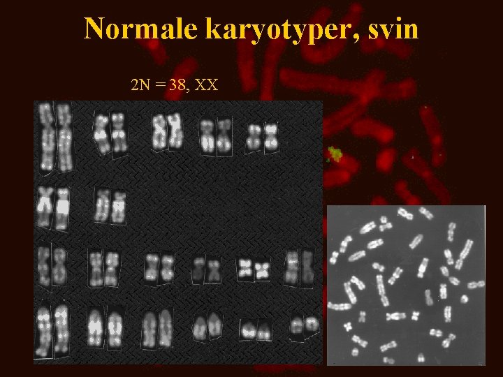 Normale karyotyper, svin 2 N = 38, XX 